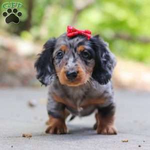 Emmy, Dachshund Puppy